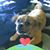 Dawn Breese's profile image