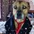 DanDenise Mica's profile image