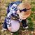 Danica Moore-Lautzenheiser's profile image