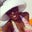Kyshia Carey's profile image