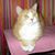 Nancy Schafer's profile image