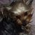 Teresa Woodman's profile image