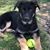 Laura Neumann Isaeff's profile image