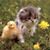 Susan E. Gingrich's profile image