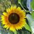Terry Bischoff-Quaranta's profile image