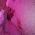 Casie Platt's profile image