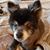 Annissa R. Voss's profile image