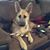 Katie S. Hopple-Witteborn's profile image