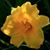 Lyn Milum's profile image