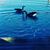 Janielle Rosaire Nathan's profile image