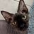 Suzi Romine's profile image