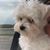 Penny Hogan Pirtle's profile image