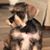 Claudia Tovar's profile image