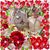Remy Spangler's profile image