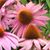 Betty Heldreth Jurick's profile image