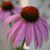 Leah Pellicane's profile image