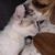Phipps Adoptable Pets's profile image