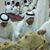 Muhmmad Ishfaq's profile image