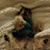 Shelly Lombardi-Freis's profile image