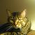 Tom Deb McGovern's profile image