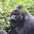 David Laliberte's profile image
