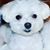 Bentley Caruso's profile image