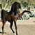 طائر العنقاء's profile image