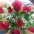 Lourdes Castillo's profile image