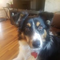Christopher J Barton's profile image