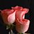 Rodriguez Rodriguez's profile image