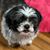 Dorothy Goss Lesser's profile image