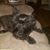 Lacey DeMars's profile image