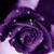 Susan Knable's profile image