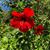 Barb Barrett Stokke's profile image