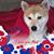Caryl Balko's profile image