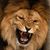 EL Hamzah Searls's profile image