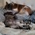 Hollie Powe's profile image
