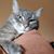 Nora Mastrosimone's profile image