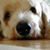 Ken Sashko's profile image