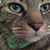 Suzi K. Scheller's profile image