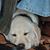 Caro Lee Stapleton's profile image