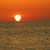 Sharon Gares's profile image
