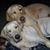 Tammie Fodo's profile image