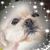 Shannon Lebouef-Dupre's profile image