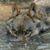 Rick Ansell's profile image
