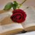Andrea Caraballo's profile image