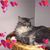 Henry Kilpela's profile image