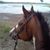 Susan Sigwald's profile image