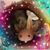 Sherry Ann Saccoccie's profile image