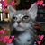 Tina Angelo's profile image